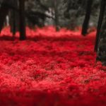 Taman Kinchakuda Manjushage: Keindahan Higanbana, "Bunga Kematian" di Jepang 2 Higanbana Kinchakuda Manjushage Park