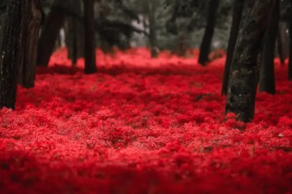 Taman Kinchakuda Manjushage: Keindahan Higanbana, "Bunga Kematian" di Jepang 27 Higanbana Kinchakuda Manjushage Park