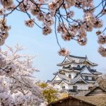 Pesona Istana Hikone, Salah Satu Benteng Asli Jepang yang Tersisa 5 Hikone Castle the Cherry Blossoms