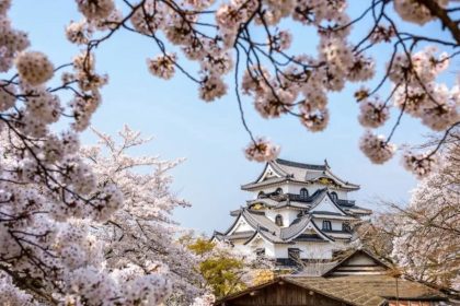 Pesona Istana Hikone, Salah Satu Benteng Asli Jepang yang Tersisa 22 Hikone Castle the Cherry Blossoms