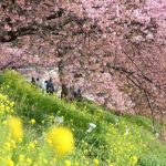 Liburan ke Kawazu, Nikmati Keindahan Sakura di Bulan Februari 6 Kawazu zakura and Nanohana by the Kawazu River min