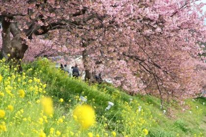 Liburan ke Kawazu, Nikmati Keindahan Sakura di Bulan Februari 34 Kawazu zakura and Nanohana by the Kawazu River min