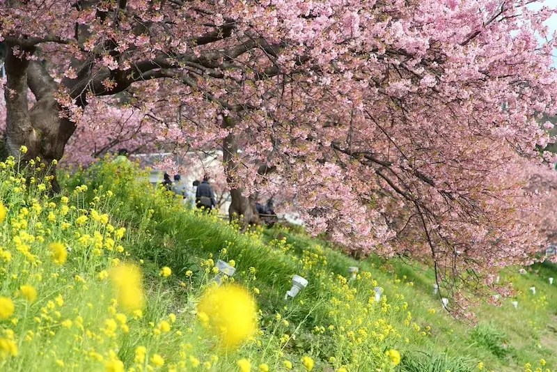 Liburan ke Kawazu, Nikmati Keindahan Sakura di Bulan Februari 5 Kawazu zakura and Nanohana by the Kawazu River min
