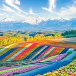 The Flower Fields of Furano Biei