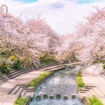 The Motoara River Cherry Blossom Avenues Iconic Stone Steps