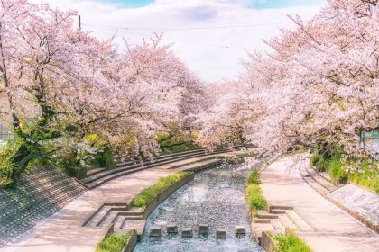 The Motoara River Cherry Blossom Avenues Iconic Stone Steps