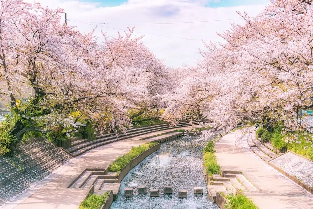 The Motoara River Cherry Blossom Avenues Iconic Stone Steps