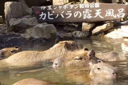 Onsen Kapibara di Izu Shaboten Park: Hewan Pengerat Terbesar di Dunia yang Suka Berendam (dan Bersih!) 50 header 640x 119