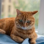 Why Did My Cat Randomly Pee A Lot? 6 A relaxed ginger cat lying on a blue blanket by the window indoors.