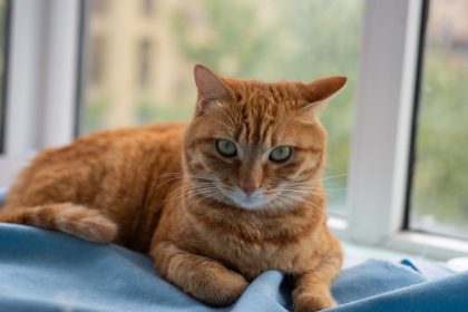 Why Did My Cat Randomly Pee A Lot? 7 A relaxed ginger cat lying on a blue blanket by the window indoors.