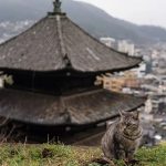 Menjelajah Onomichi Hiroshima: Lebih dari Sekadar Shimanami Kaido 3 A Cat a Temple Pagoda in Hiroshimas Onomichi