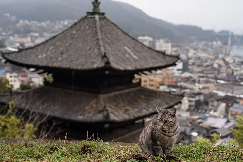 Menjelajah Onomichi Hiroshima: Lebih dari Sekadar Shimanami Kaido 6 A Cat a Temple Pagoda in Hiroshimas Onomichi