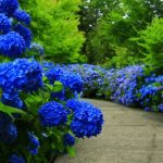 Pesona Unsho-ji Akita, Salah Satu Spot Hydrangea Terbaik di Jepang 19 A Path in Unsho ji