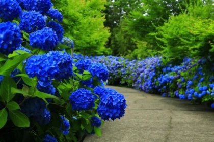 Pesona Unsho-ji Akita, Salah Satu Spot Hydrangea Terbaik di Jepang 28 A Path in Unsho ji