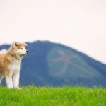 Akita Utara | Kampung Halaman Matagi dan Akita Inu 8 Akita Inu in Odate
