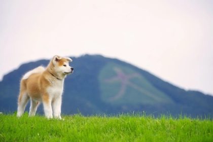 Akita Utara | Kampung Halaman Matagi dan Akita Inu 45 Akita Inu in Odate