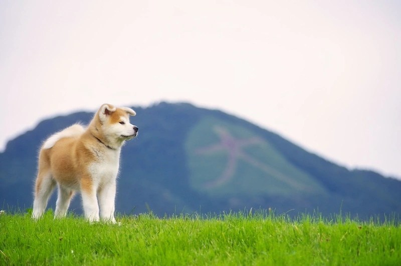 Akita Utara | Kampung Halaman Matagi dan Akita Inu 8 Akita Inu in Odate