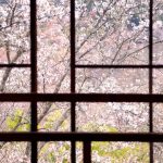 Keindahan Gunung Yoshino, Spot Terbaik Menikmati Sakura di Jepang 3 Cherry Blossoms on Mt. Yoshino