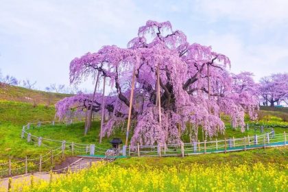 Miharu Takizakura, Pohon Sakura Paling Terkenal di Jepang 42 Nanohana the Miharu Takizakura 1