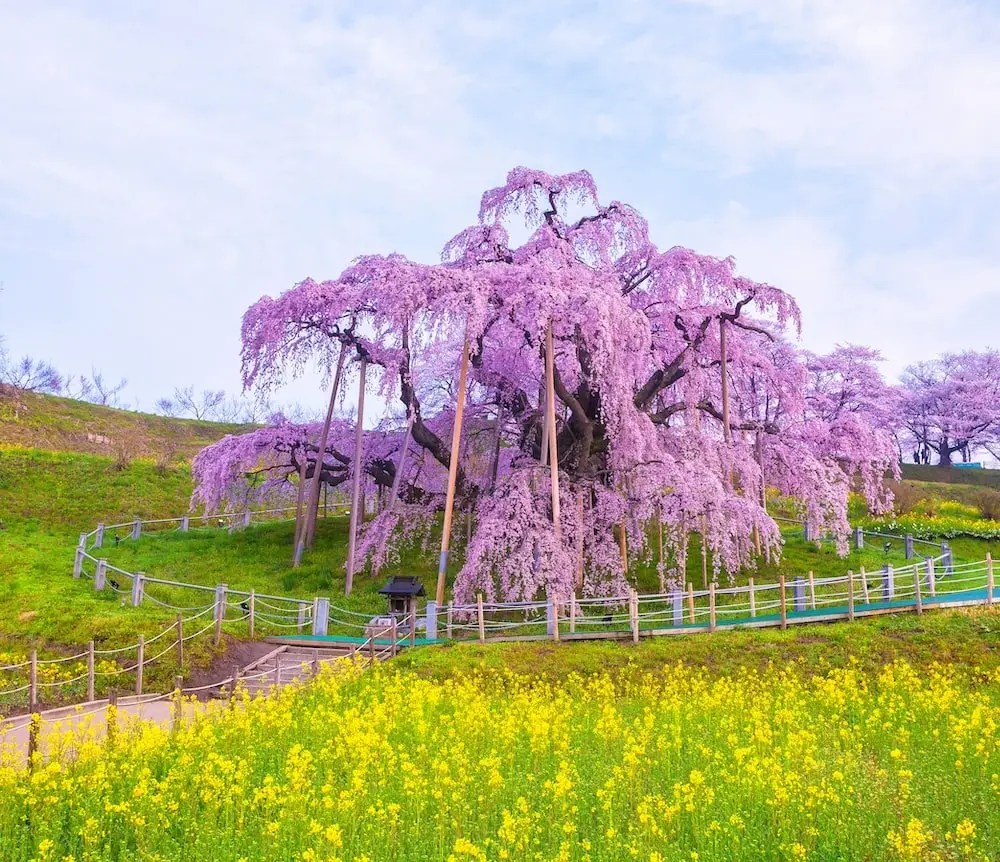 Miharu Takizakura, Pohon Sakura Paling Terkenal di Jepang 4 Nanohana the Miharu Takizakura 1