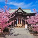 Sakura Jingu