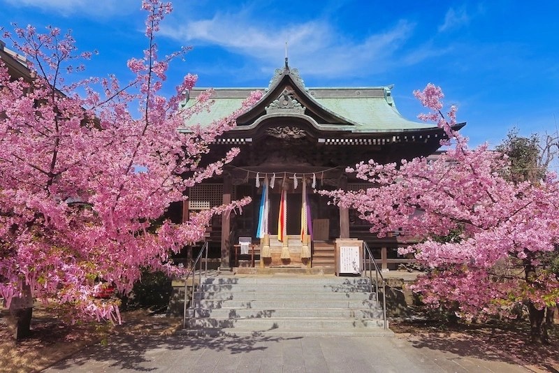 Sakura Jingu