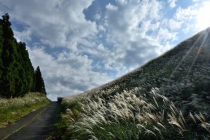 Susuki Silver Grass at the Inatori Hosono Highlands