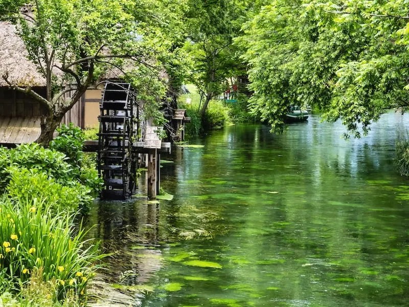 Pesona Nagano: Nikmati Alam, Sejarah, dan Pegunungan Alpen Jepang 7 The Azumino Wasabi Farm