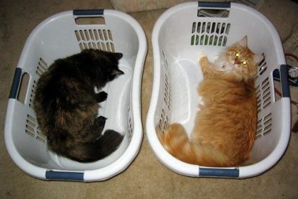 When Are Cats Fully Grown? 6 c79e64ae fe74 46cb 93b2 58000cbe0e9f