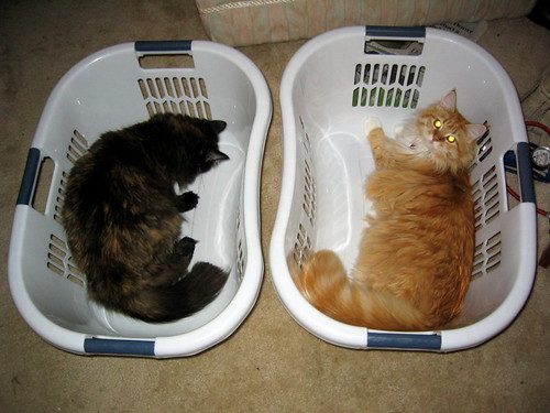 When Are Cats Fully Grown? 1 c79e64ae fe74 46cb 93b2 58000cbe0e9f