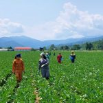 Ezura Farm: Tempat Merasakan Sensasi Jadi Petani Hokkaido Sekalian Sekejap 9 header 640x 75