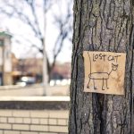 How Many Cats Go Missing Each Year? The Numbers Behind Lost Cat Reports and Recovery 3 How Many Cats Go Missing Each Year? The Numbers Behind Lost Cat Reports and Recovery