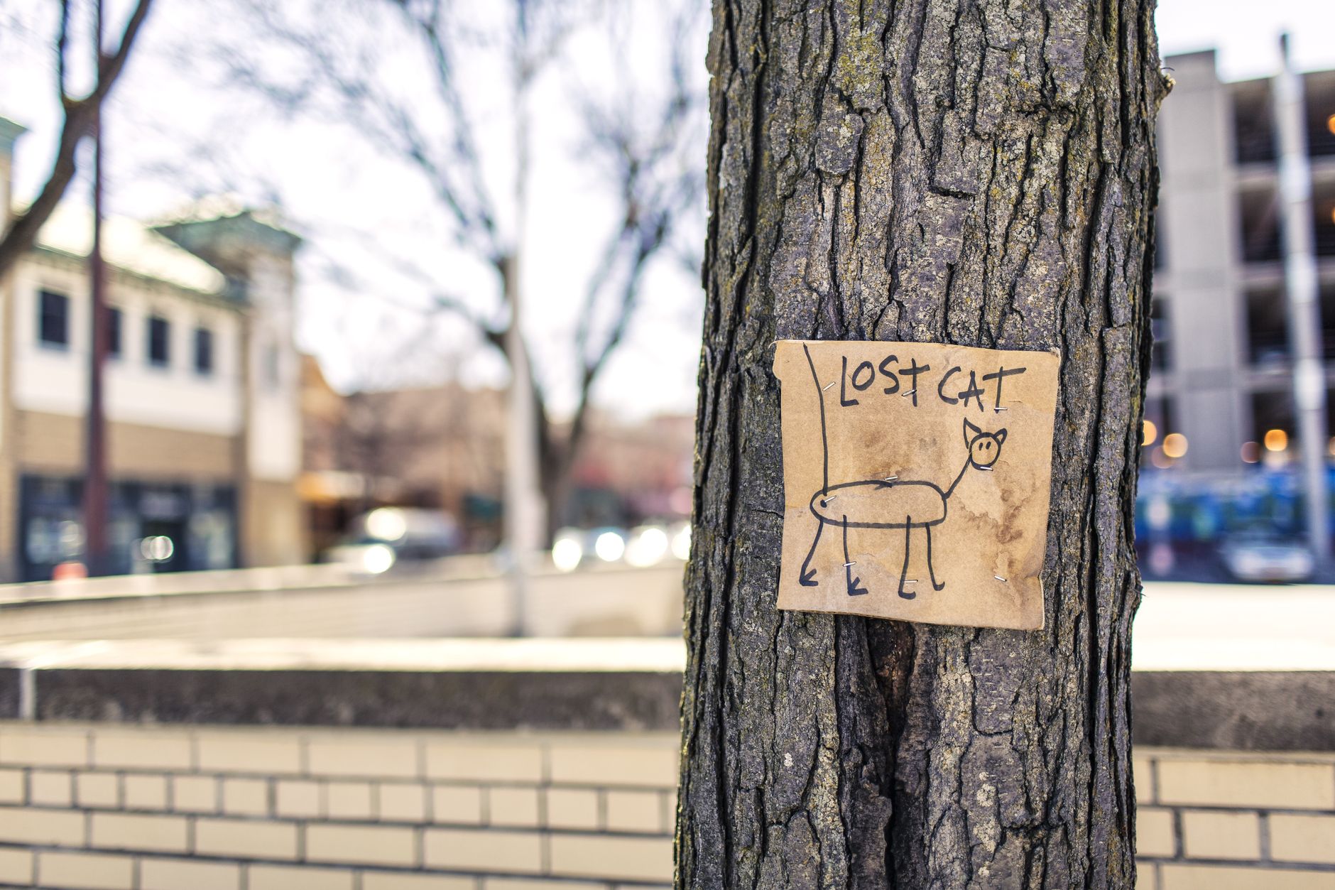 How Many Cats Go Missing Each Year? The Numbers Behind Lost Cat Reports and Recovery 1 How Many Cats Go Missing Each Year? The Numbers Behind Lost Cat Reports and Recovery