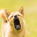 close up photography of dog barking