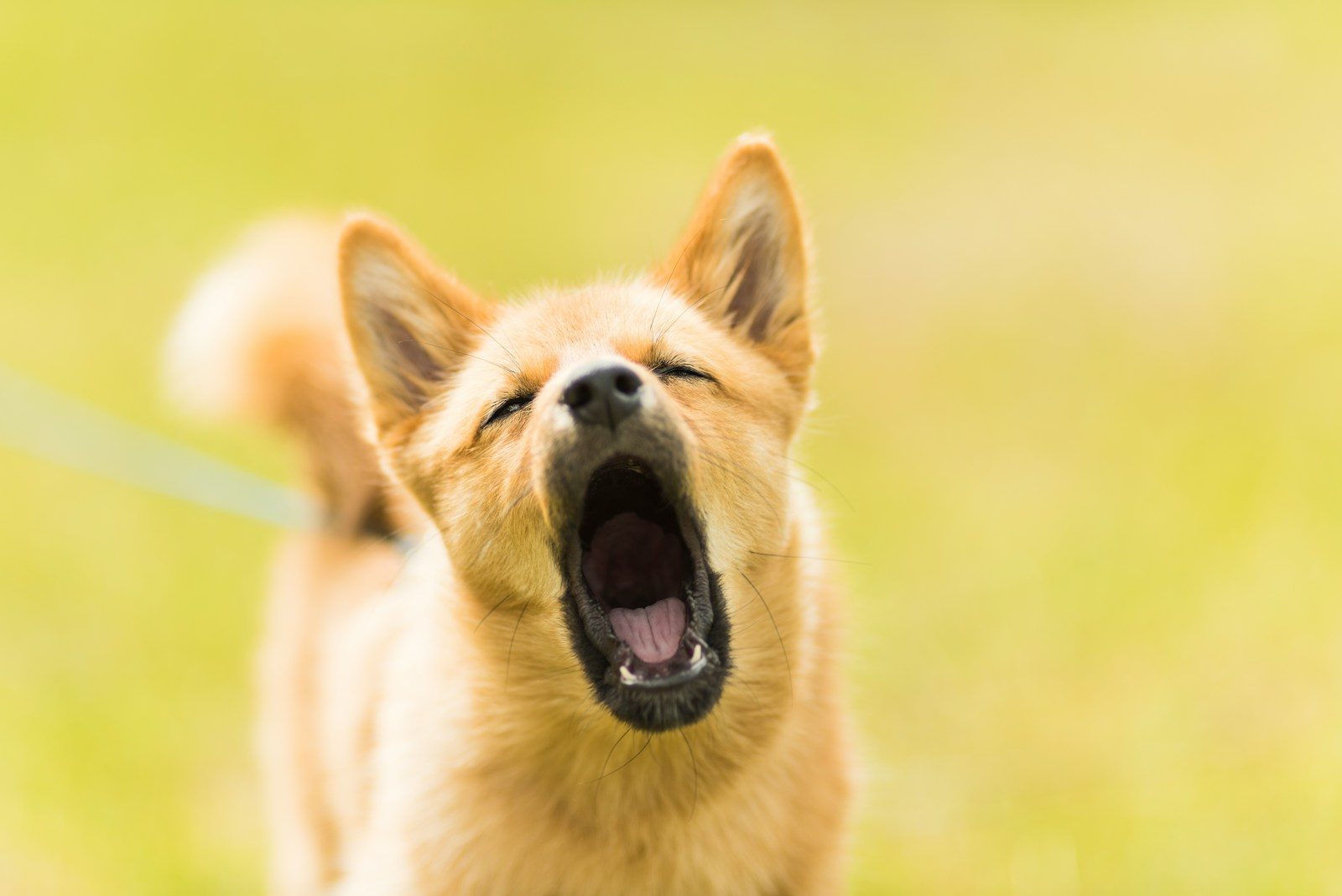 Why Dogs Bark: Understanding the Reasons Behind Canine Communication 1 close up photography of dog barking