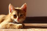 When Is National Cat Day? 8 When Is National Cat Day?
