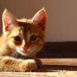 When Is National Cat Day?