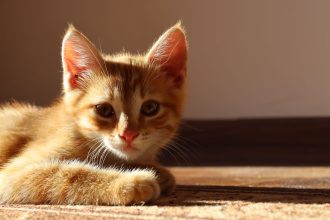 When Is National Cat Day? 5 When Is National Cat Day?