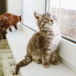 How To Get Cat Pee Smell Out? 3 How To Get Cat Pee Smell Out?