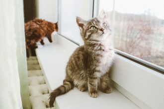 How To Get Cat Pee Smell Out?