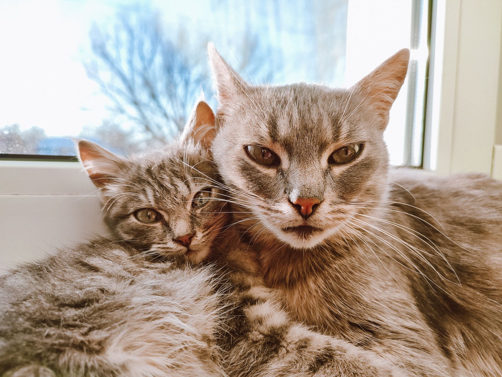 How Are You Allergic To Other Cats Fur? 1 pexels photo 10831532