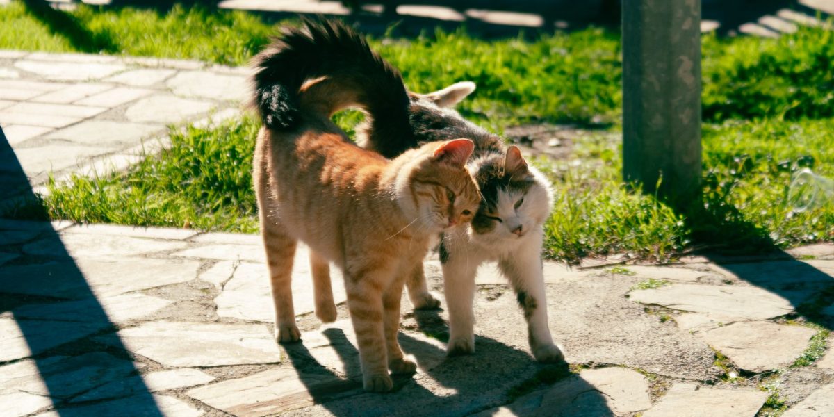 Why Do Cats Swish Their Tails?