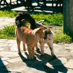 Why Do Cats Swish Their Tails? 3 Why Do Cats Swish Their Tails?