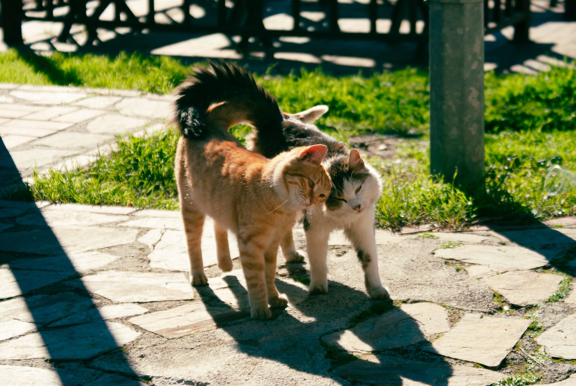 Why Do Cats Swish Their Tails? 1 Why Do Cats Swish Their Tails?