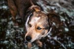 Can Dogs Catch a Cold? Understanding Cold-Like Symptoms in Pets 7 Can Dogs Catch a Cold? Understanding Cold-Like Symptoms in Pets