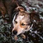Can Dogs Catch a Cold? Understanding Cold-Like Symptoms in Pets 3 Can Dogs Catch a Cold? Understanding Cold-Like Symptoms in Pets