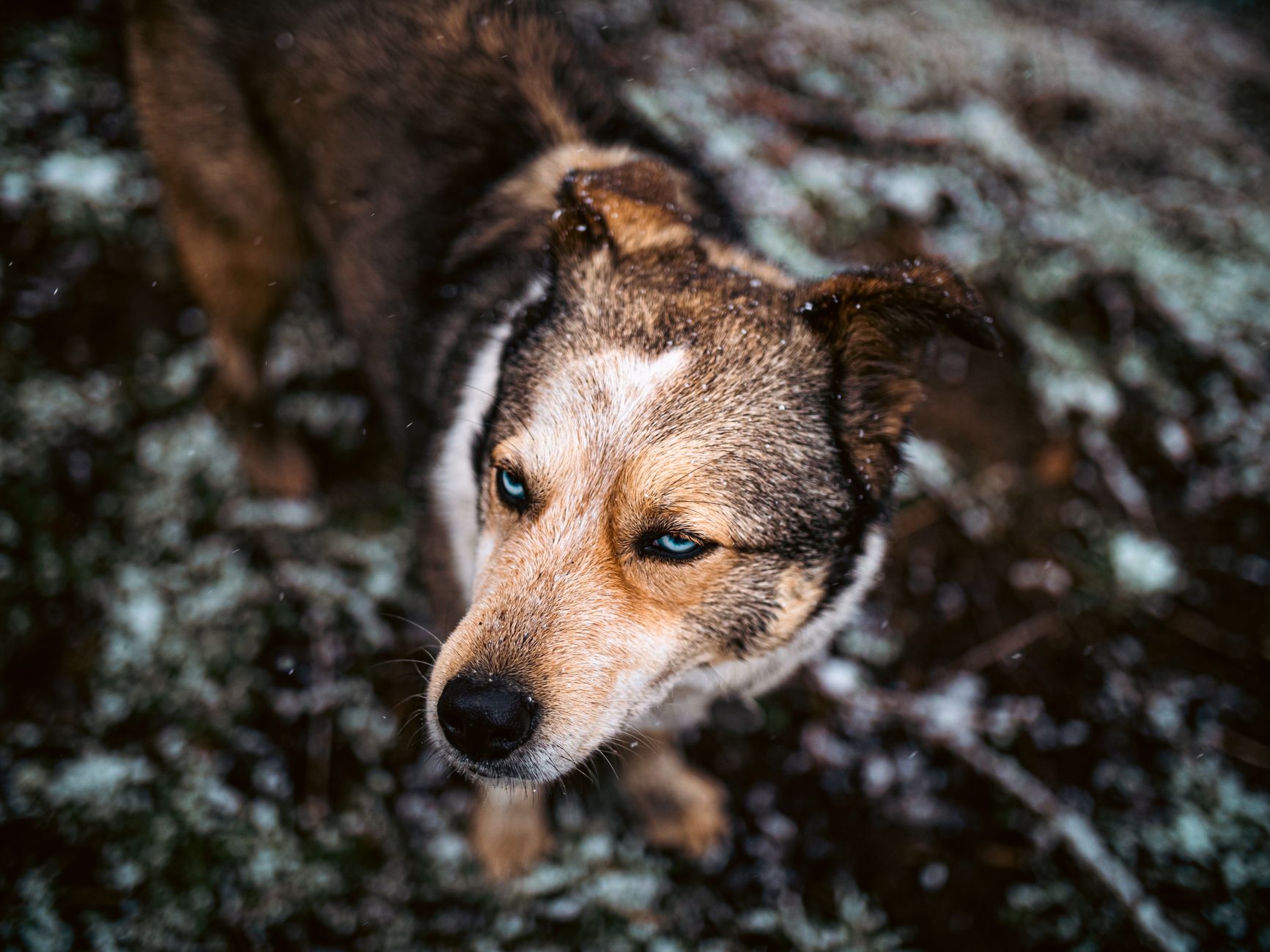 Can Dogs Catch a Cold? Understanding Cold-Like Symptoms in Pets 1 Can Dogs Catch a Cold? Understanding Cold-Like Symptoms in Pets