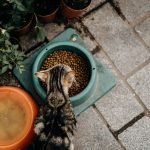 When Is the Right Time to Switch Your Cat to a Natural Diet? 2 When Is the Right Time to Switch Your Cat to a Natural Diet?