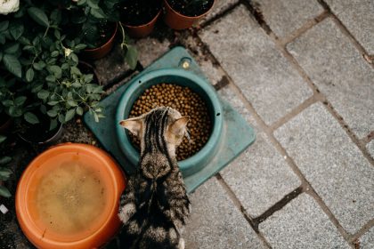 When Is the Right Time to Switch Your Cat to a Natural Diet? 9 When Is the Right Time to Switch Your Cat to a Natural Diet?
