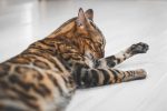 Why Are Bengal Cats Illegal in Some Places? Understanding the Rules Behind Ownership Restrictions
